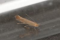 Phyllonorycter messaniella