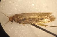 Tinea pellionella