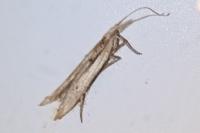 Ypsolopha mucronella