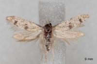 Tecmerium perplexum