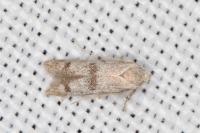 Tecmerium perplexum
