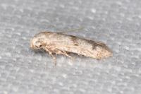 Tecmerium perplexum