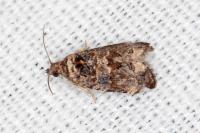 Endothenia oblongana