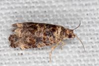 Endothenia oblongana
