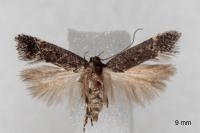 Aproaerema sangiella