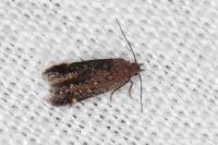 Aproaerema sangiella