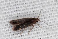 Aproaerema sangiella