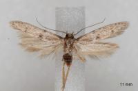 Blastobasis phycidella
