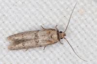 Blastobasis phycidella