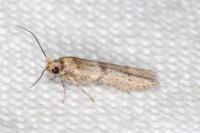 Blastobasis phycidella