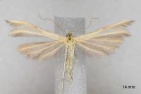 Merrifieldia malacodactyla