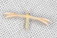 Merrifieldia malacodactyla