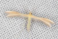 Merrifieldia malacodactyla