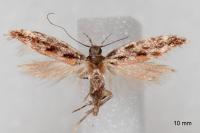 Aristotelia ericinella