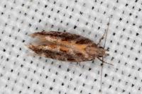 Aristotelia ericinella