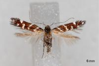 Vulcaniella grabowiella