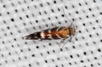 Vulcaniella grabowiella