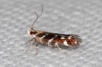 Vulcaniella grabowiella