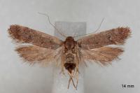 Anacampsis timidella