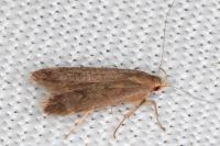 Anacampsis timidella
