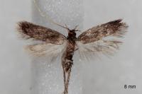 Eurodachtha siculella