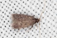 Eurodachtha siculella