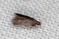Eurodachtha siculella