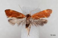 Metalampra italica