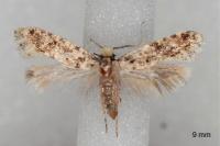 Nemapogon agenjoi
