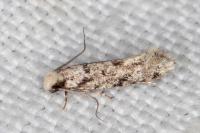 Nemapogon agenjoi