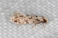 Nemapogon agenjoi