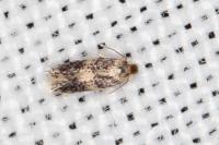 Ectoedemia caradjai