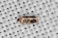 Ectoedemia caradjai