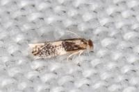 Ectoedemia caradjai