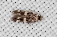 Apatema proteroclina