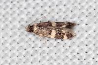 Apatema proteroclina