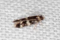 Apatema proteroclina