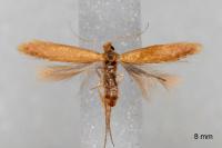 Tischeria decidua