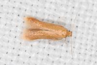 Tischeria decidua