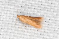 Tischeria decidua