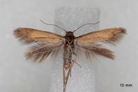 Scythris terrenella