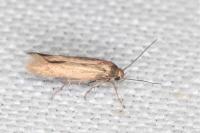 Scythris terrenella