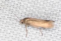 Scythris terrenella