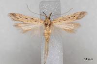 Metzneria hilarella