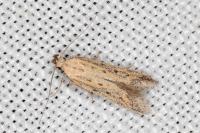 Metzneria hilarella