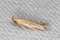 Metzneria hilarella