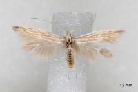 Coleophora grotenfelti