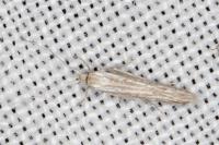 Coleophora grotenfelti