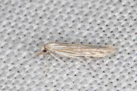 Coleophora grotenfelti