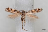 Mompha miscella